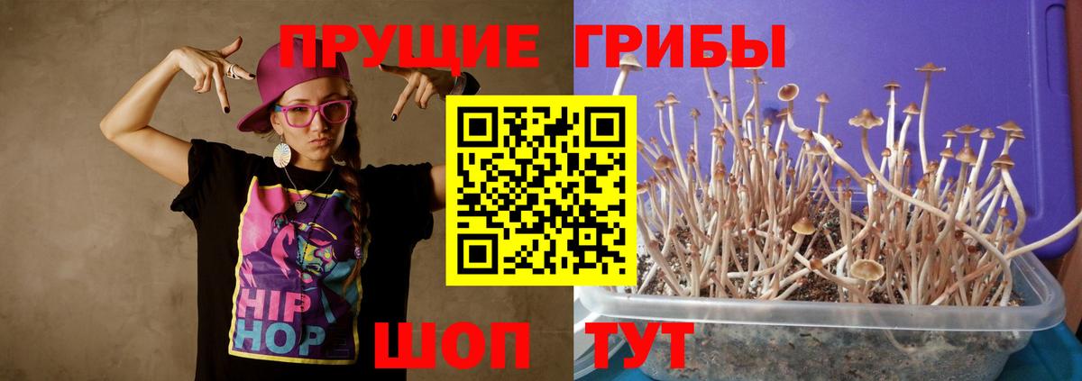 Псилоцибиновые грибы GOLDEN TEACHER Сосновый Бор
